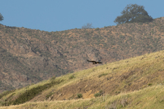 Haliaeetus leucocephalus leucocephalus