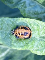 Harmonia axyridis
