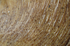 Lactarius argillaceifolius megacarpus