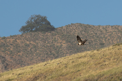 Haliaeetus leucocephalus leucocephalus