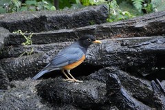 Turdus dissimilis