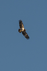 Haliaeetus leucocephalus leucocephalus