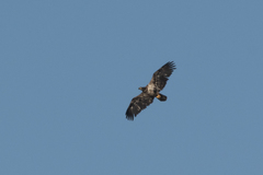 Haliaeetus leucocephalus leucocephalus