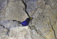 Myophonus caeruleus temminckii