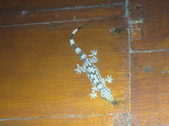 Hemidactylus depressus