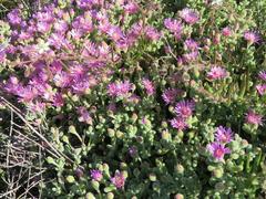 Drosanthemum salicola