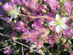Drosanthemum salicola
