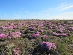Drosanthemum salicola
