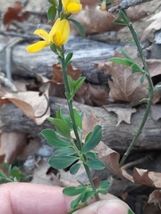Genista pilosa