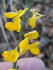 Genista pilosa
