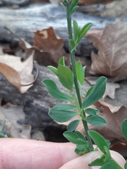 Genista pilosa