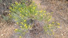 Acamptopappus sphaerocephalus