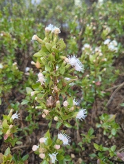 Ageratina campyloclada