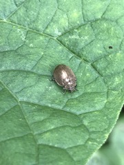 Epilachna obscurella