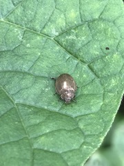 Epilachna obscurella