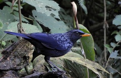 Myophonus caeruleus eugenei