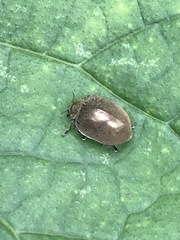 Epilachna obscurella