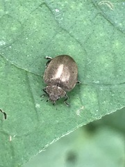 Epilachna obscurella