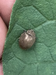 Epilachna obscurella