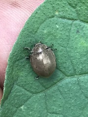 Epilachna obscurella