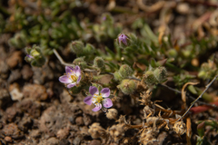 Spergularia macrotheca macrotheca