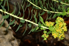 Euphorbia beamanii