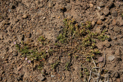 Spergularia macrotheca macrotheca