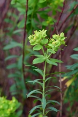 Euphorbia beamanii