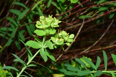 Euphorbia beamanii