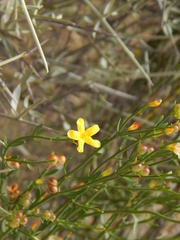 Menodora decemfida