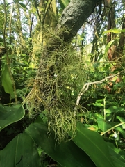 Usnea barbata