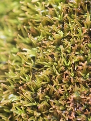 Trichostomum crispulum