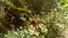 Micrathena guerini