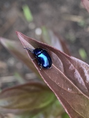 Chrysolina coerulans