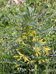 Astragalus macrocarpus