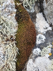 Trichostomum crispulum