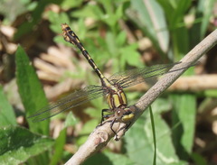 Ophiogomphus susbehcha