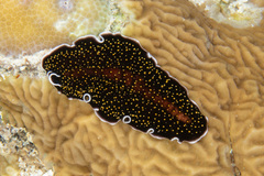 Acanthozoon