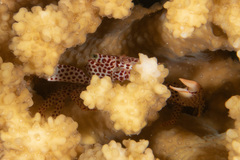 Trapezia rufopunctata