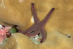 Fromia indica