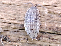 Proporcellio pusillus