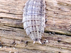 Proporcellio pusillus
