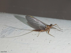 Epeorus pleuralis