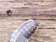 Proporcellio pusillus