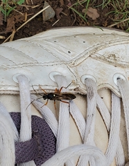 Diphyus quadripunctorius