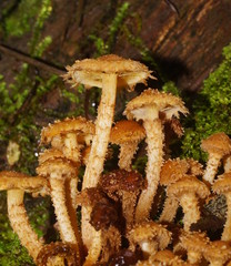 Pholiota squarrosipes