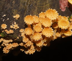 Pholiota squarrosipes