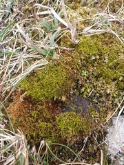 Distichium inclinatum