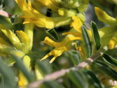 Astragalus macrocarpus