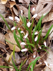 Claytonia caroliniana
